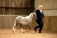 Class 2 - Miniature Horse 2/3 yr old open