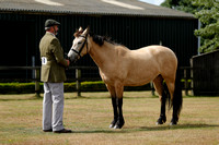 Class 11 - In Hand Pure Bred Connemara