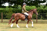 Class 19 - Ridden Pure Bred Native - Large Breeds