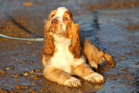 Wenskip Springer Spaniels and Springadors