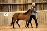 Class 12 - American Miniature Horse AMHA and AMHR 3yr olds