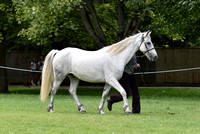 Class 28 - Handsomest Gelding