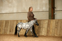 Class 25 - Appaloosa or Pintaloosa