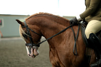 Class 17 - NPS Peasdown Stud & Jess Tlabot M&M Intermediate Large Breeds