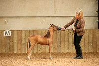 Class 1 - Miniature Yearlings Open