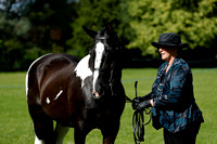 Class 1 - BSPA In Hand Piebald & Skewbald