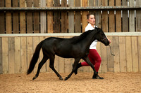 Miniature Horse Open Championship