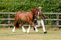 Class 10 - In Hand Pure Bred Native Large Breeds