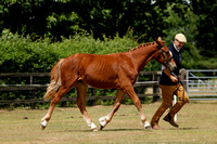 Class 14 - In Hand Foreign Breeds