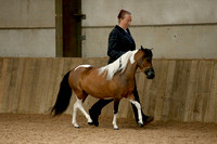 Class 8 - Riding Horse Type