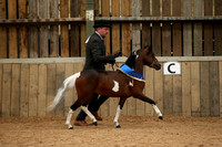 Anglo European Miniature Horse Society