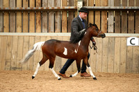 Class 15 - ASPC 3 and over stallions