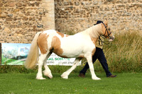 Class 1 - In Hand Pony