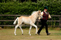 Class 12 - In Hand Haflinger NORVIC Trophy