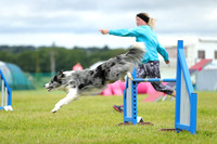 Agility and Flyball