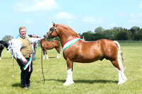 Eastern Welsh Cob and Pony Association Silver Status Summer Show 2/6/24