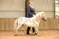 Class 3 - Miniature Horse 4 yrs and over open