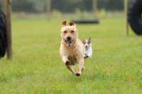 Bushy Tails Dog Park