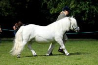 Class 4 - Spillers Mountain and Moorland - Small Breeds