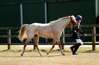 Class 9 - In Hand Pure Bred Native Small Breeds