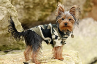 Jack the Yorkie